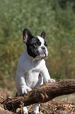 BOULEDOGUE FRANCAIS 237